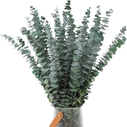 Real Dried Eucalyptus Stems 17"